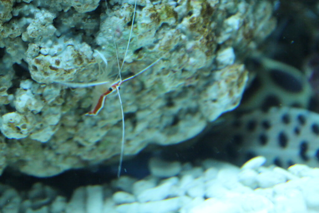 宮島水族館の写真11