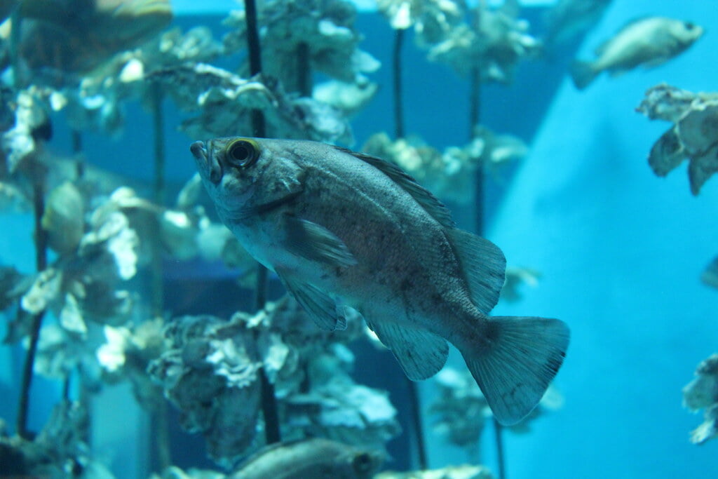 宮島水族館の写真14