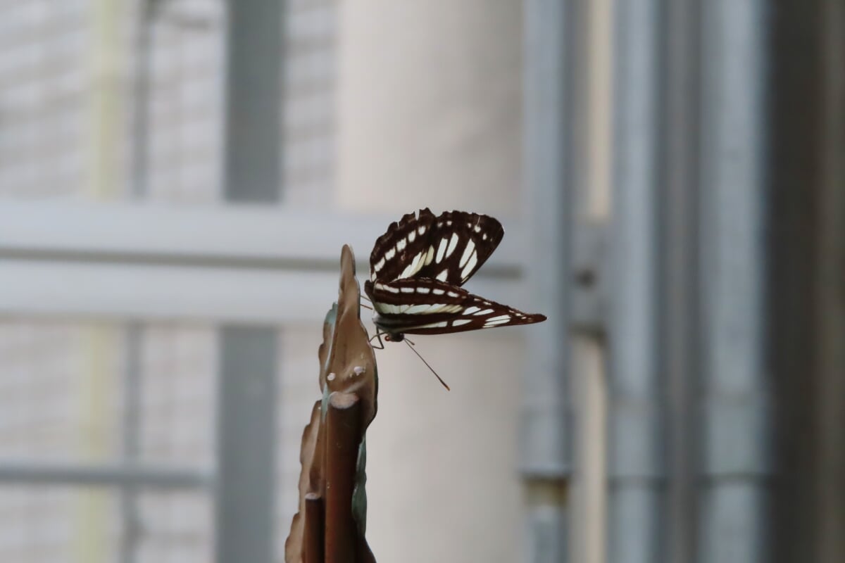 広島市森林公園 こんちゅう館の写真4