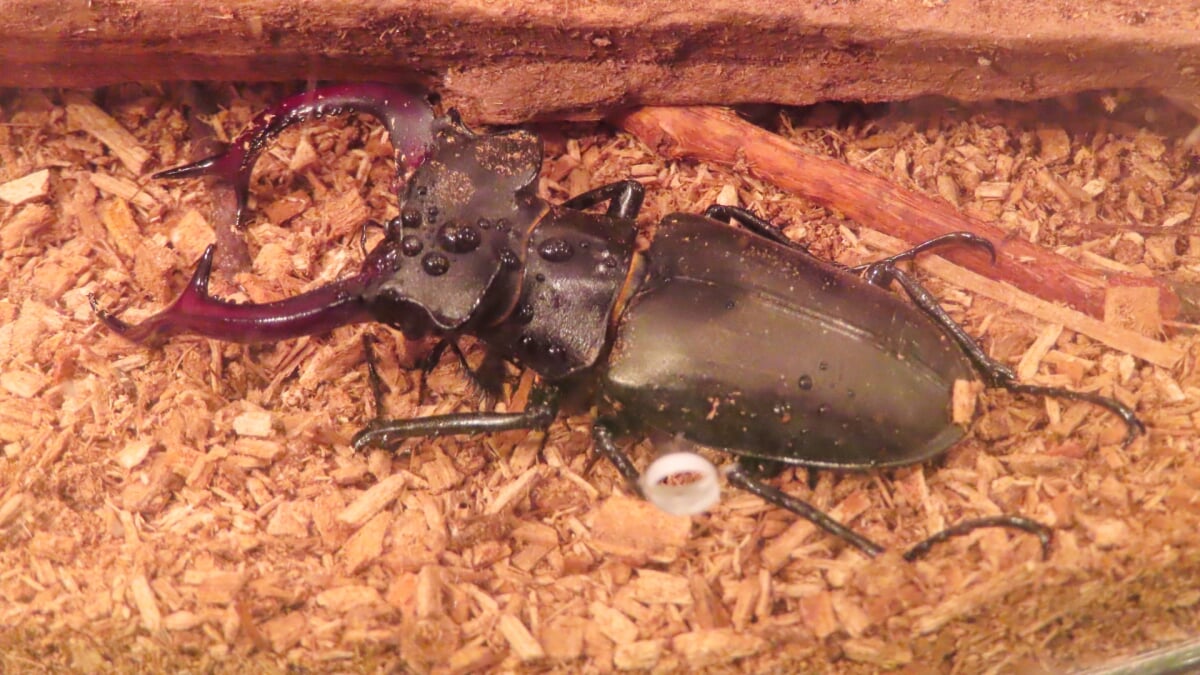 広島市森林公園 こんちゅう館の写真5