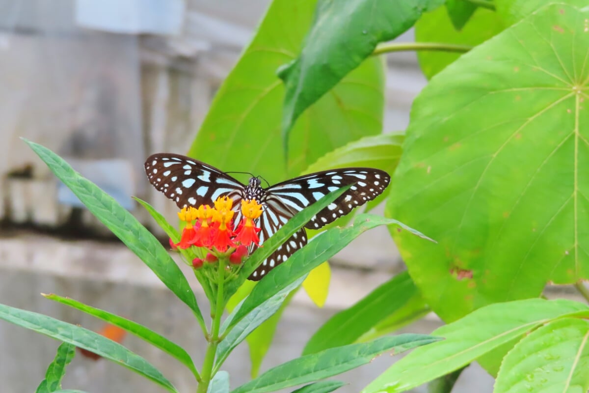 広島市森林公園 こんちゅう館の写真6