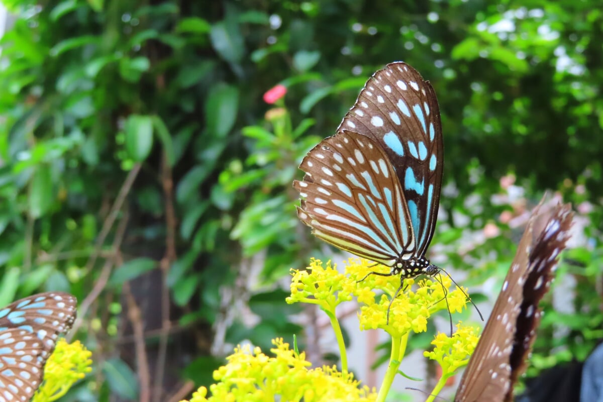 広島市森林公園 こんちゅう館の写真1