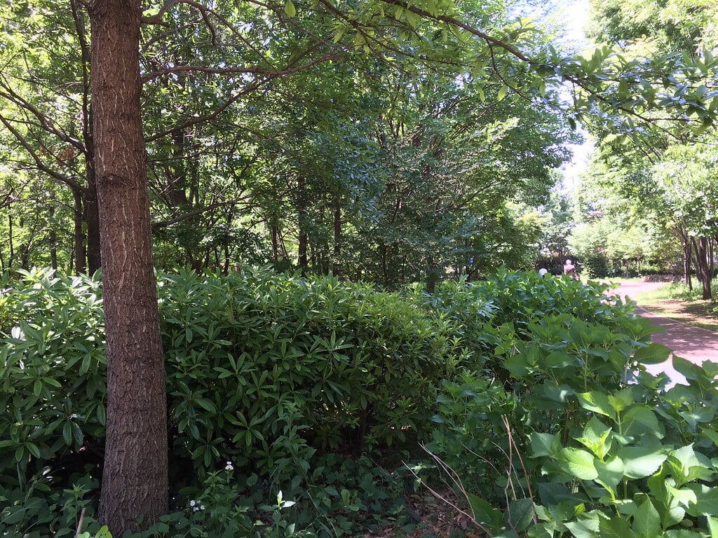 西東京いこいの森公園の写真3