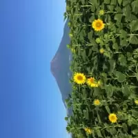 山中湖花の都公園