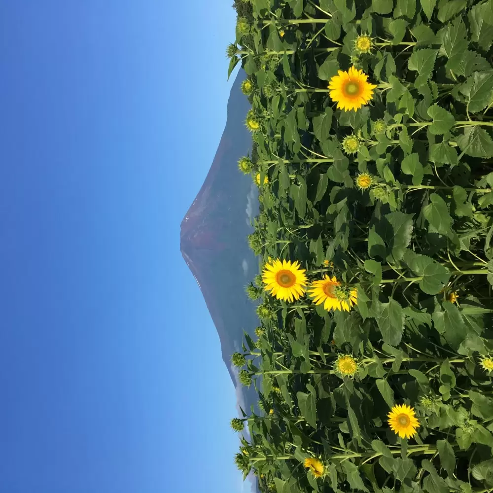 山中湖花の都公園の写真1