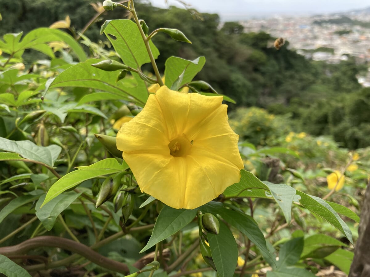 名護城公園の写真2