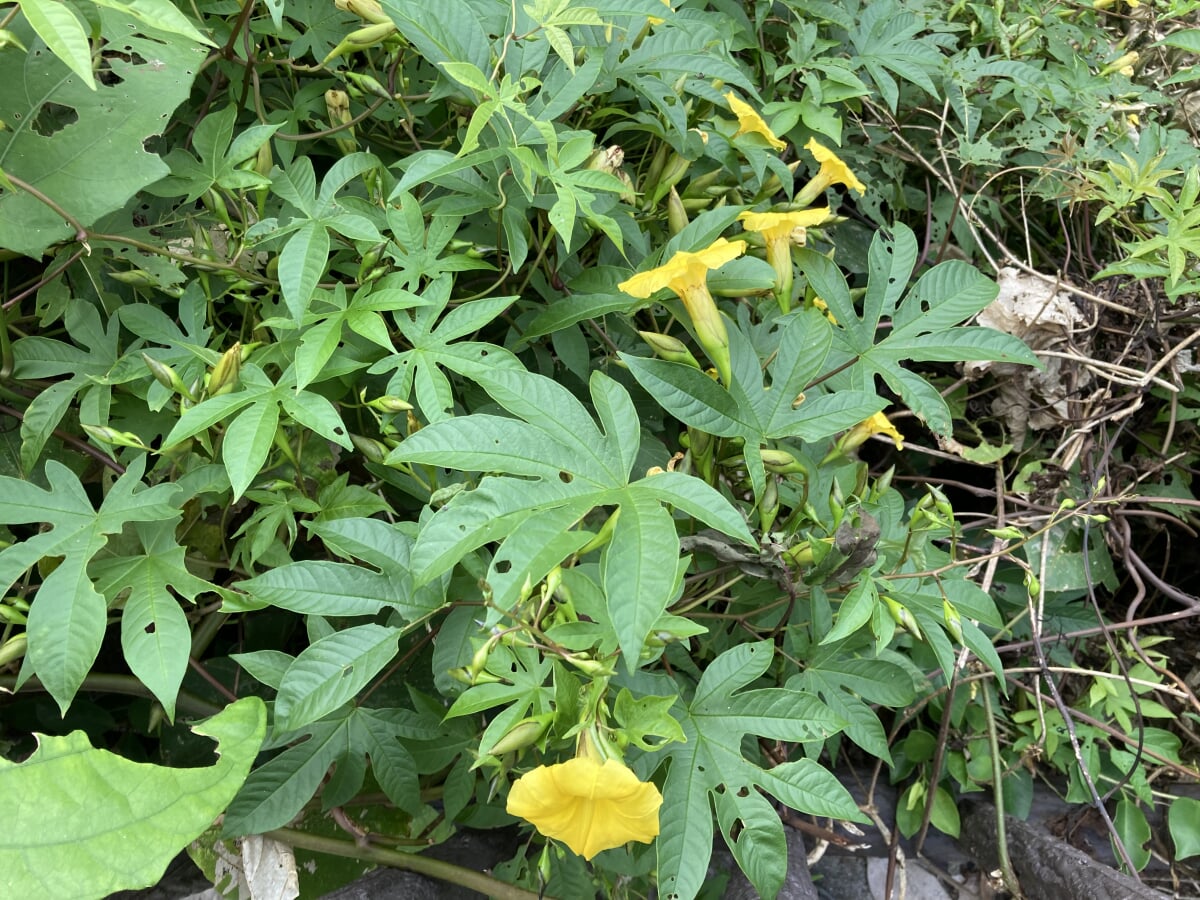 名護城公園の写真3