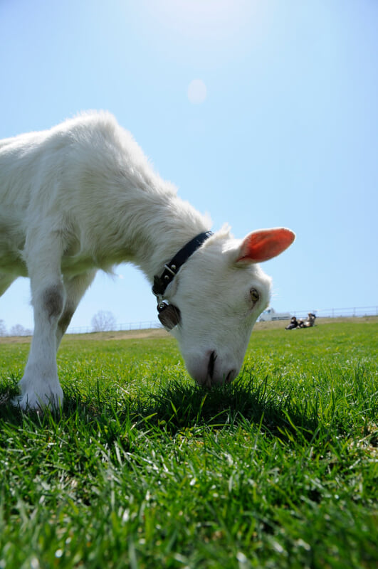 山梨県立まきば公園の写真2