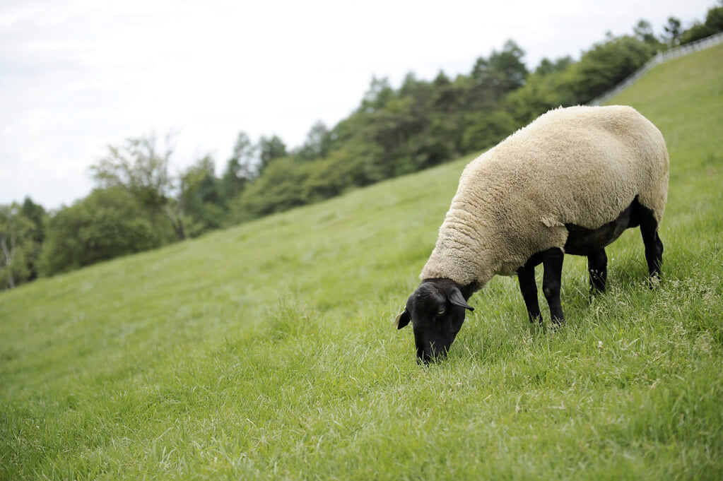 山梨県立まきば公園の写真3