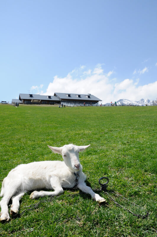 山梨県立まきば公園の写真5