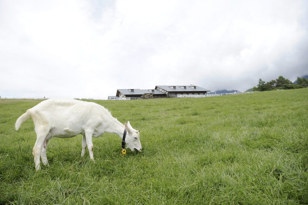 山梨県立まきば公園の写真6