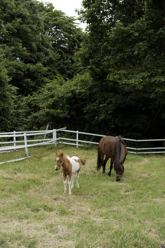 山梨県立まきば公園の写真7