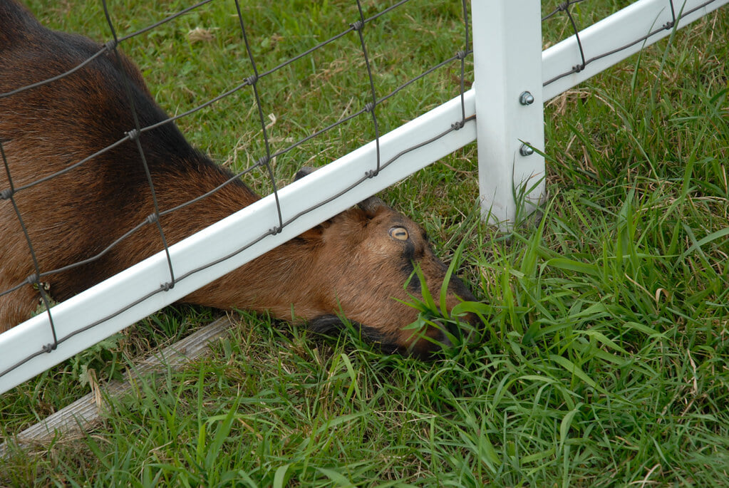 山梨県立まきば公園の写真8