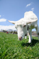 山梨県立まきば公園