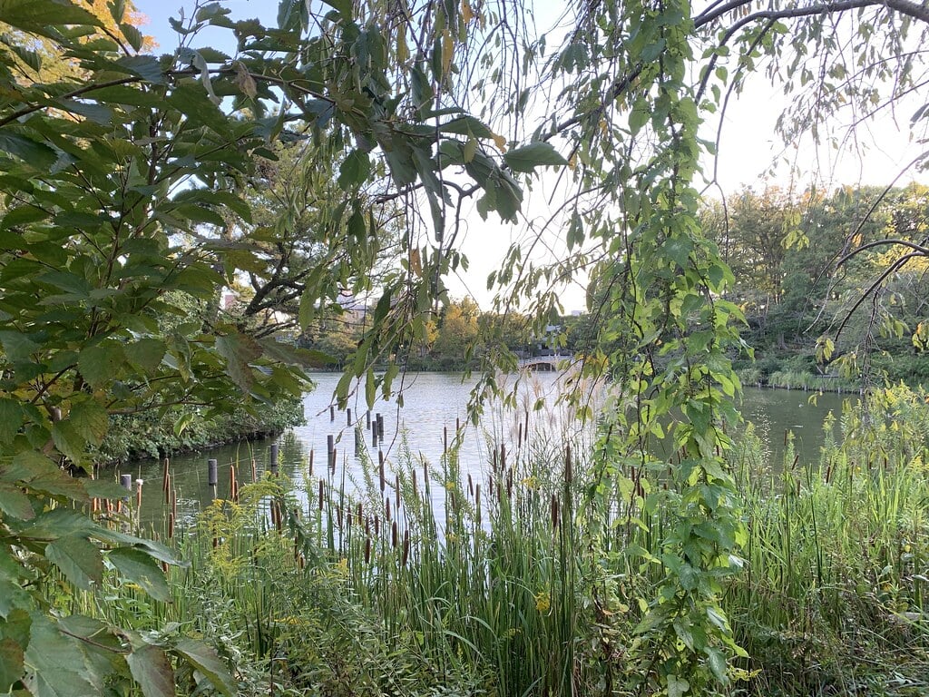 洗足池公園の写真20