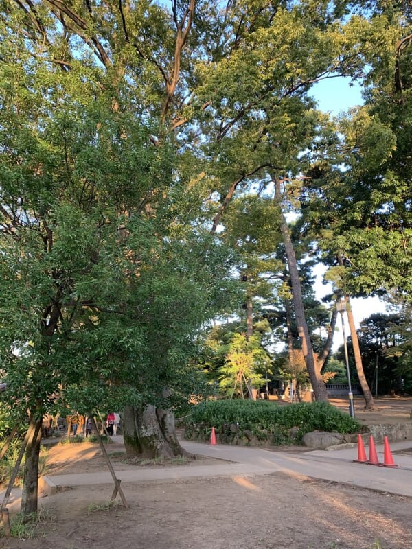 洗足池公園の写真21