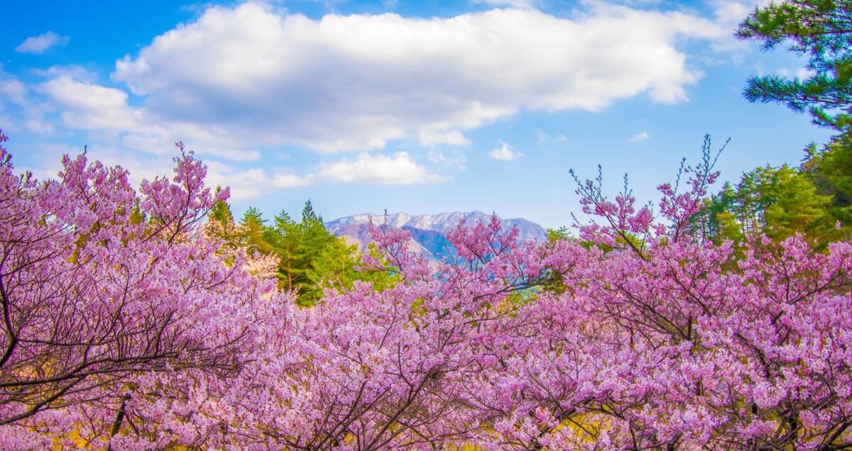 西山公園の写真5