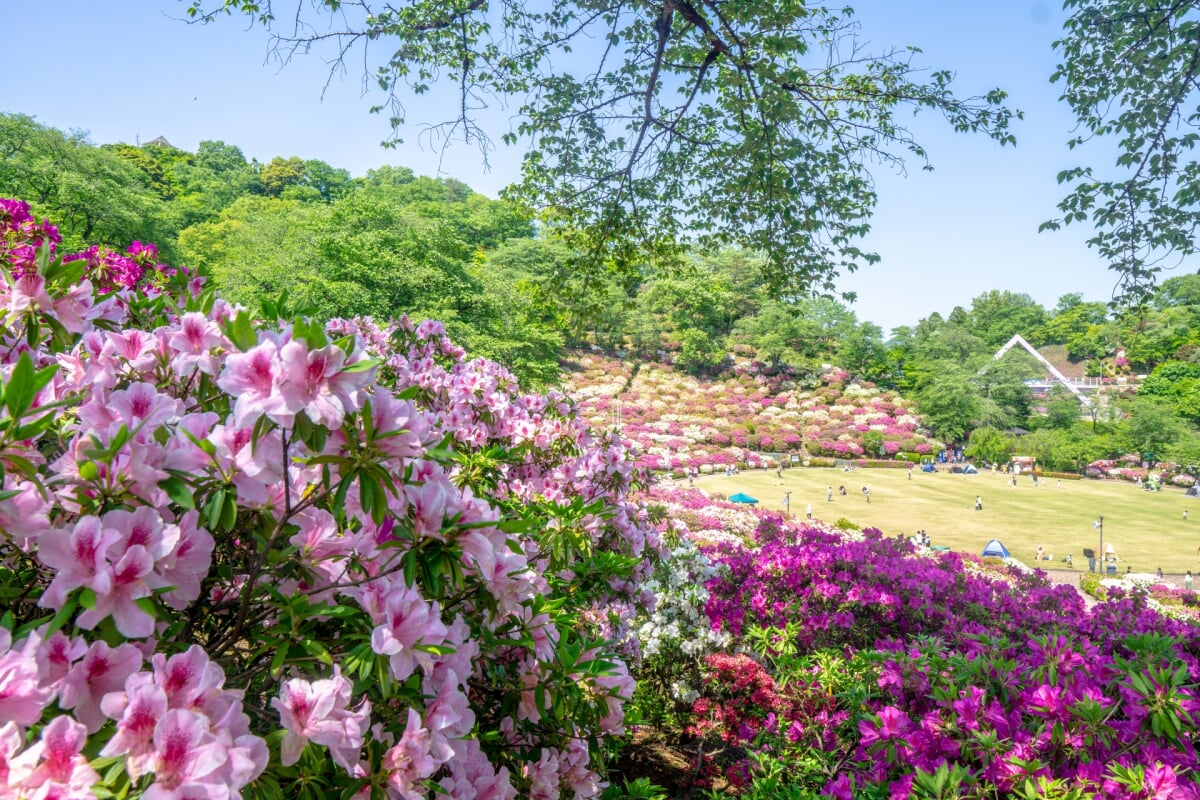 西山公園の写真10