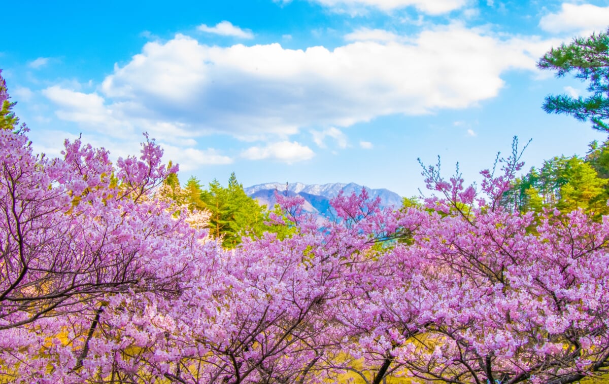 西山公園の写真1