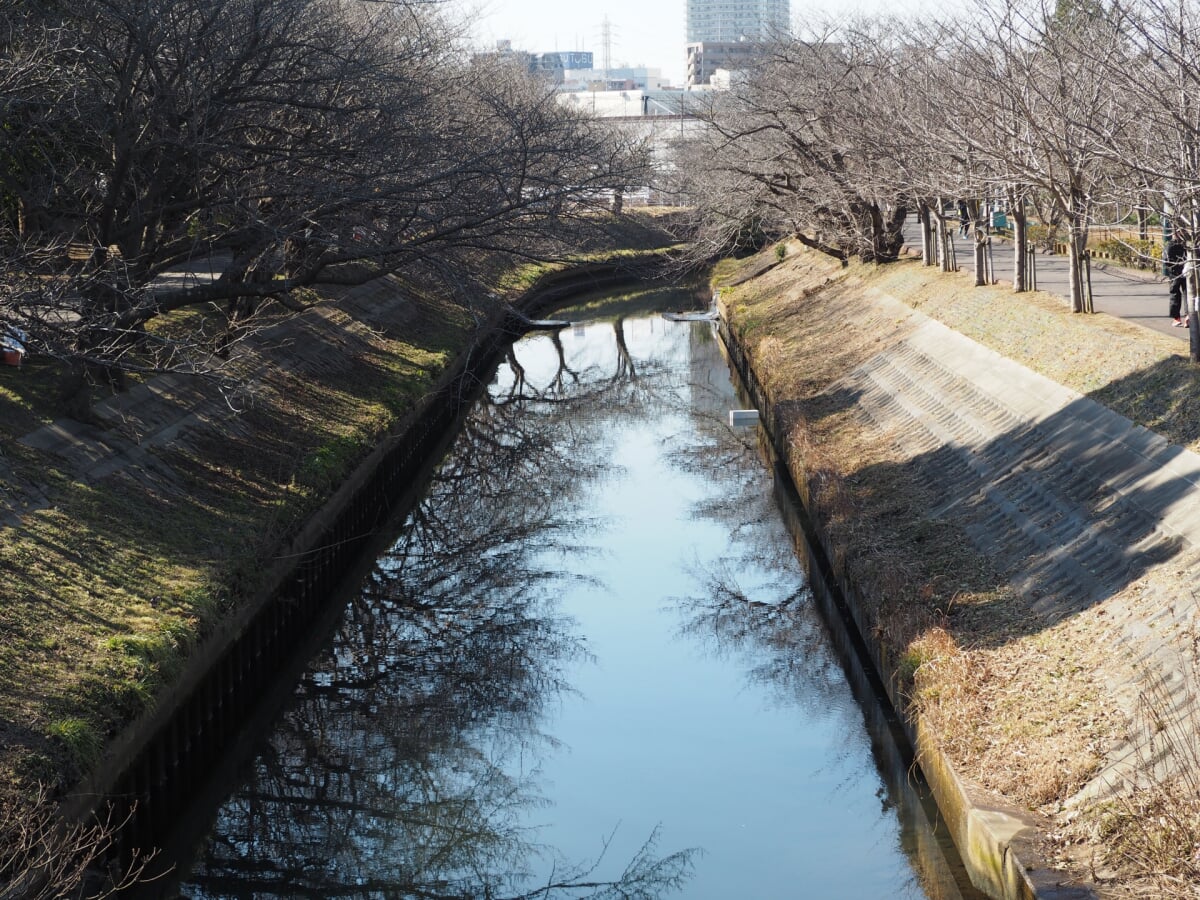 海老川ジョギングロードの写真2