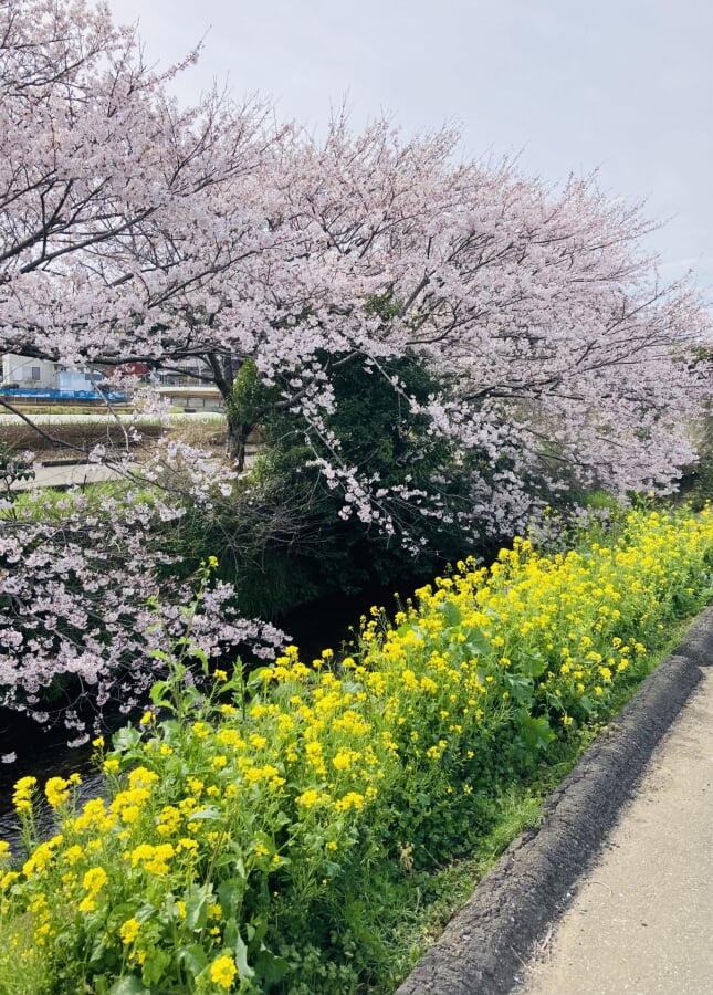 海老川ジョギングロードの写真3