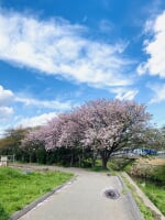 海老川ジョギングロード