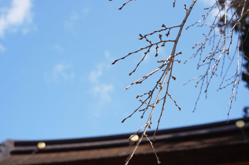 多賀大社の写真3