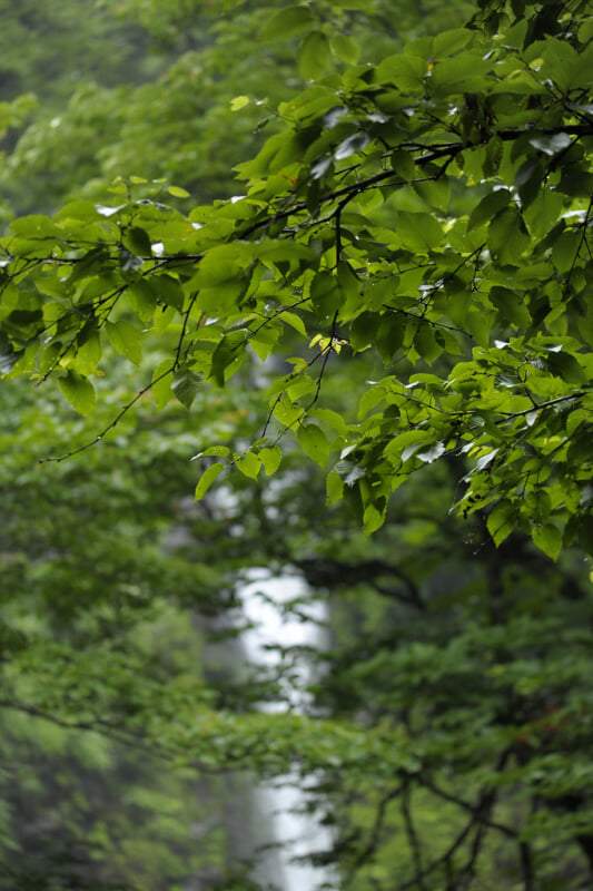 阿弥陀ヶ滝の写真4