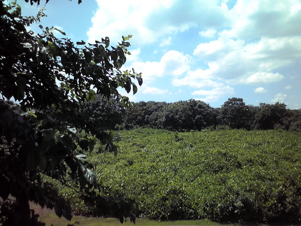 淀川河川公園の写真3
