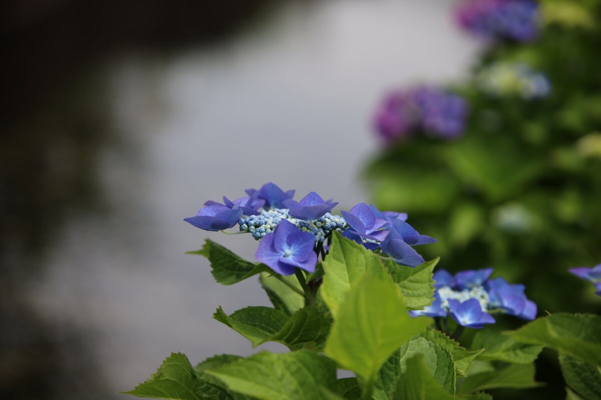 江川せせらぎ遊歩道の写真2
