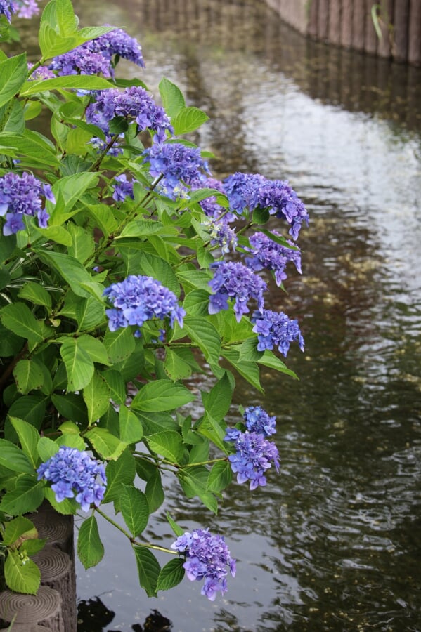 江川せせらぎ遊歩道の写真3