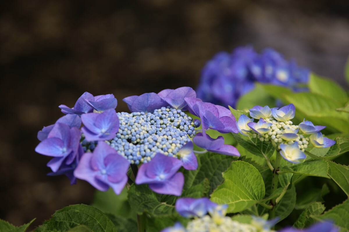 江川せせらぎ遊歩道の写真4