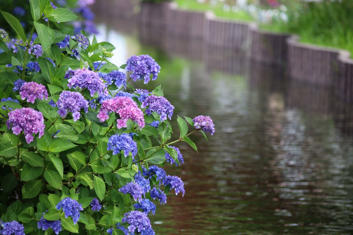 江川せせらぎ遊歩道の写真1