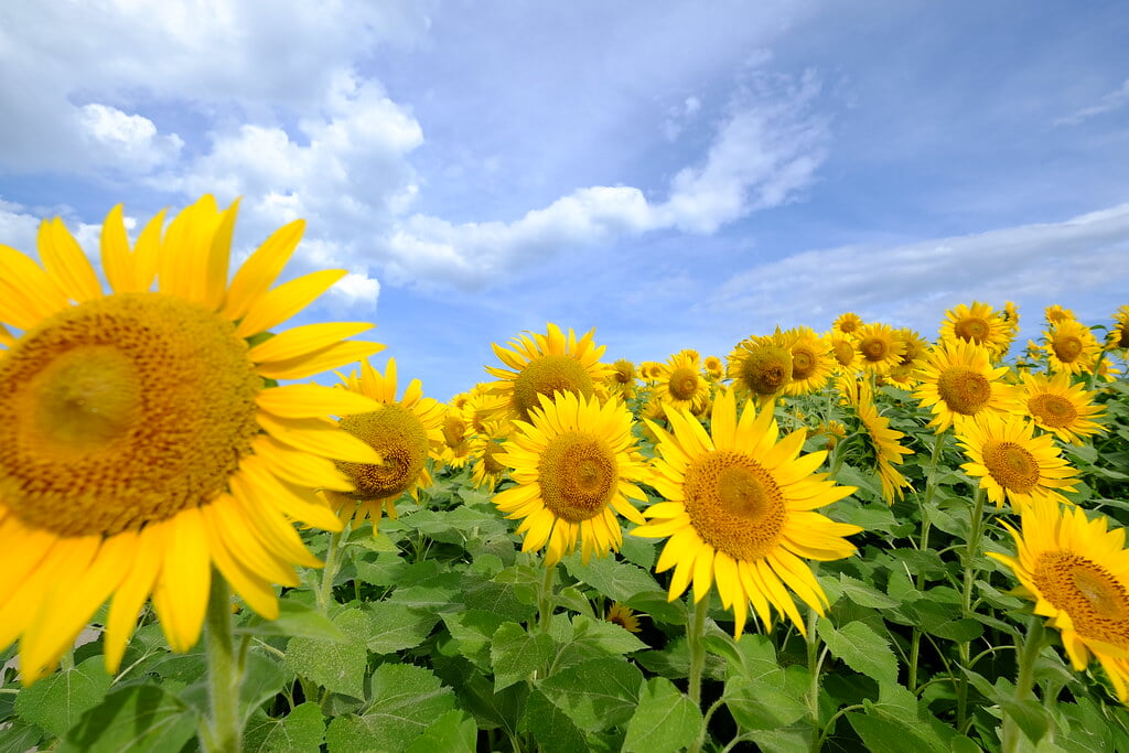 ひょうたん島公園の写真2