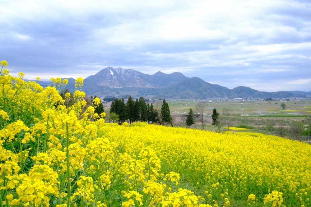 菜の花公園の写真3