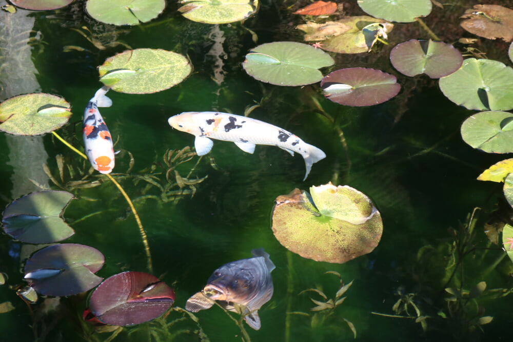 モネの池の写真2