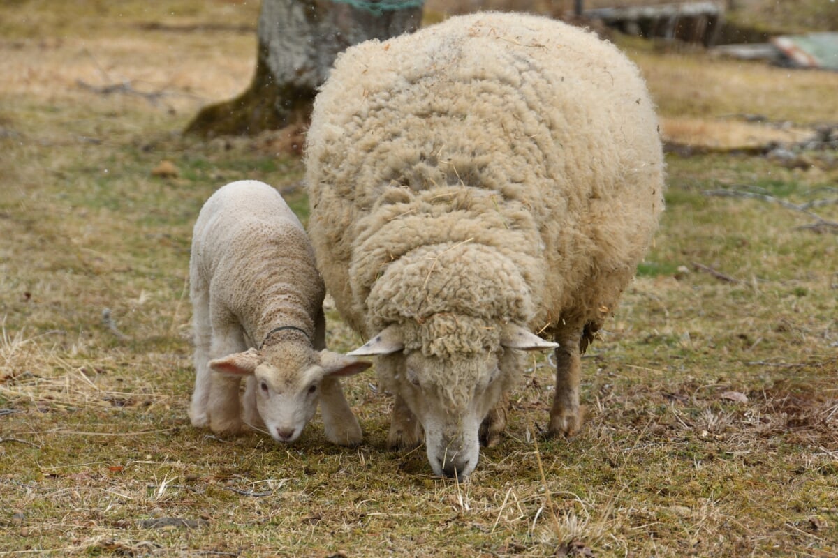 めえめえ牧場の写真2