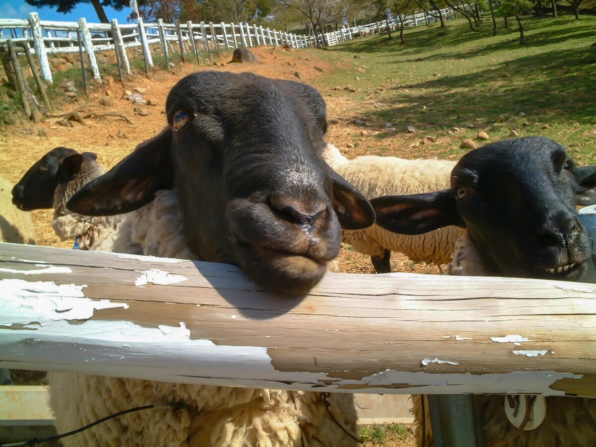 めえめえ牧場の写真3