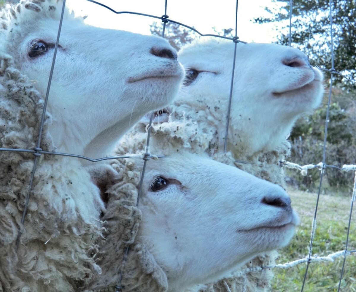 めえめえ牧場の写真4