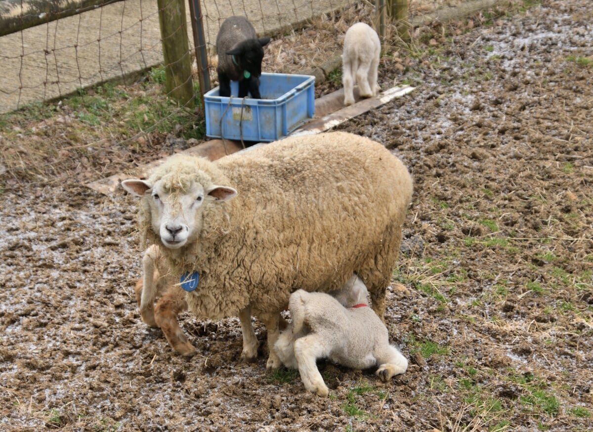 めえめえ牧場の写真5