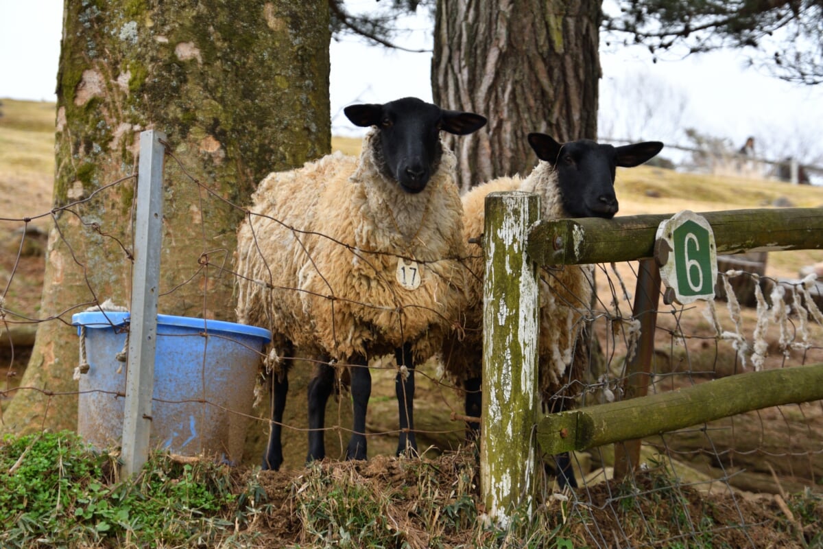 めえめえ牧場の写真6