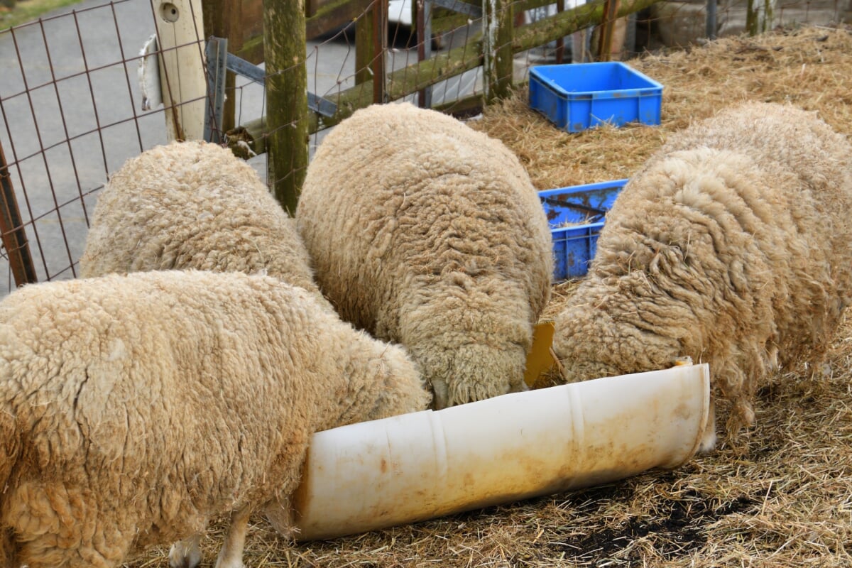 めえめえ牧場の写真7