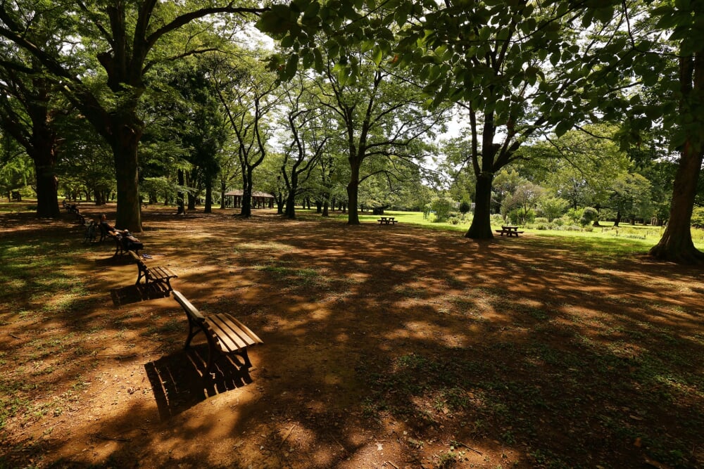 代々木公園の写真1