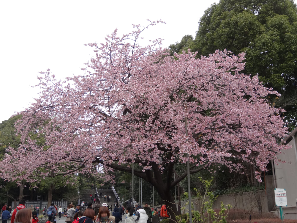 上野恩賜公園の写真2