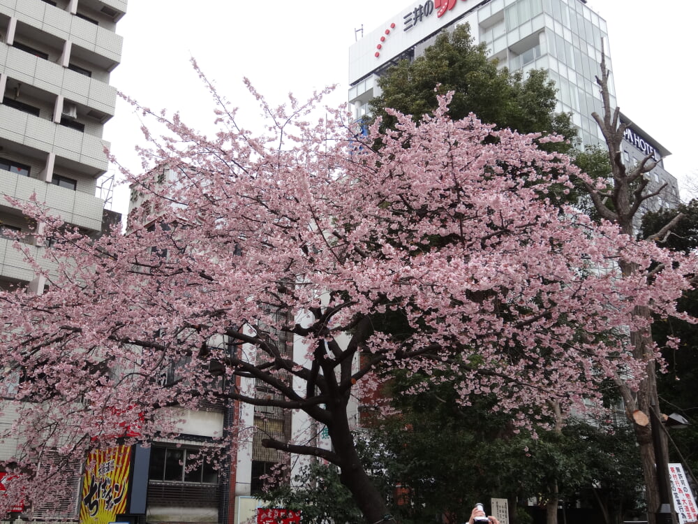 上野恩賜公園の写真4