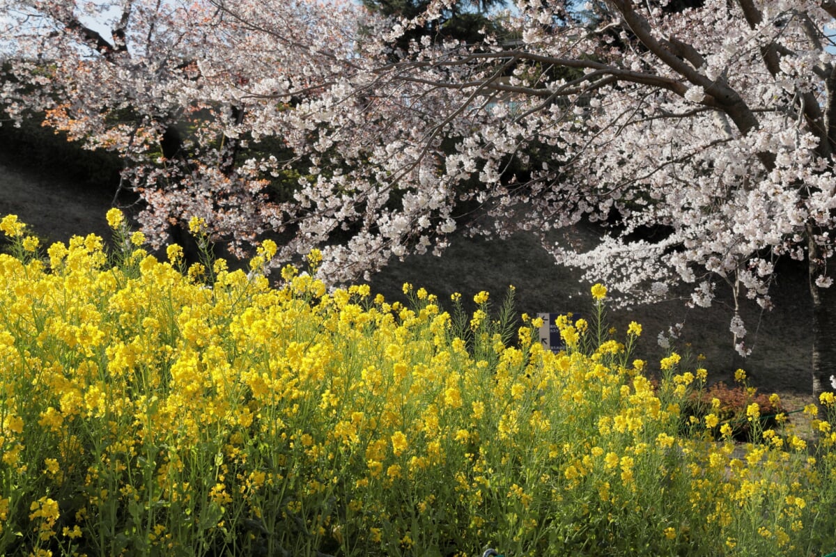 県立津久井湖城山公園の写真13