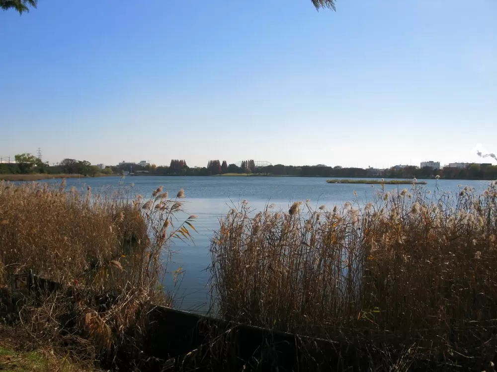 久喜菖蒲公園の写真1