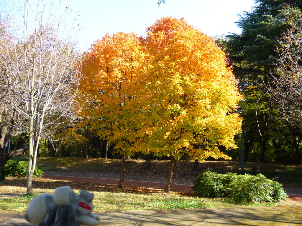 彩の森入間公園の写真2