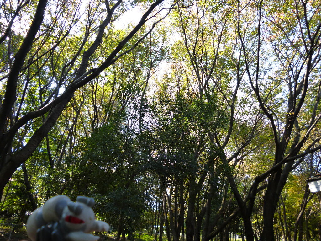 彩の森入間公園の写真3