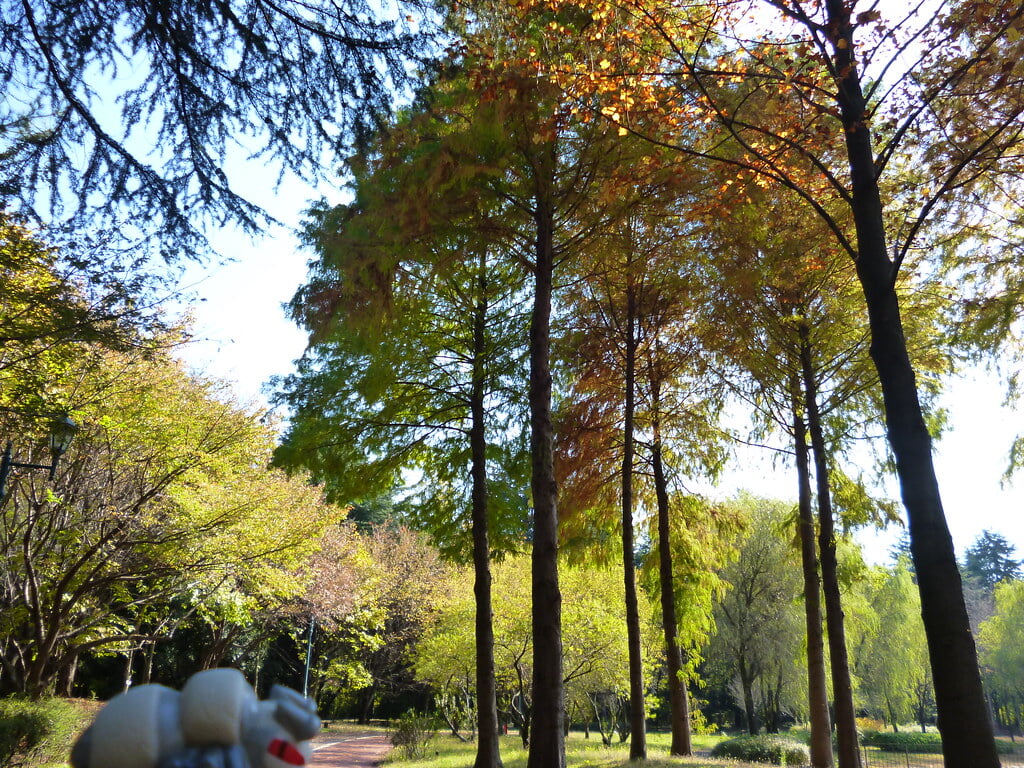 彩の森入間公園の写真4